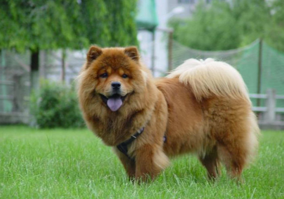 ��ʨȮ�ص�---����ѵȮ