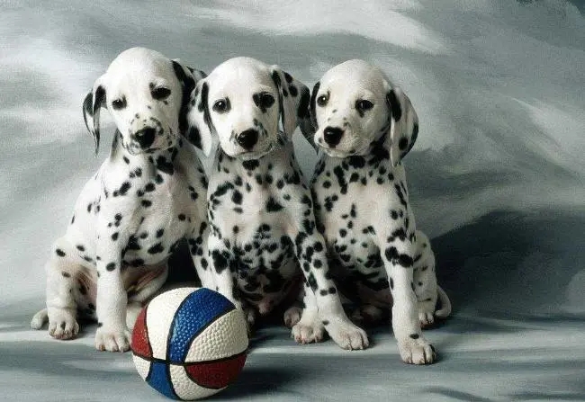 ���Ȯ�ص�---����ѵȮ