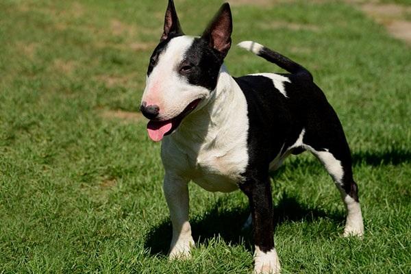 ţͷ���ص�---����ѵȮ