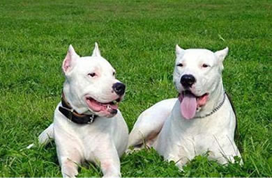 �Ÿ�Ȯ�ص�---���ݼ���Ȯ