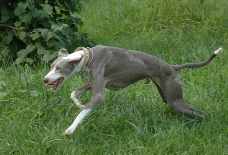 �й�ϸȮ�ص�---����ѵȮ