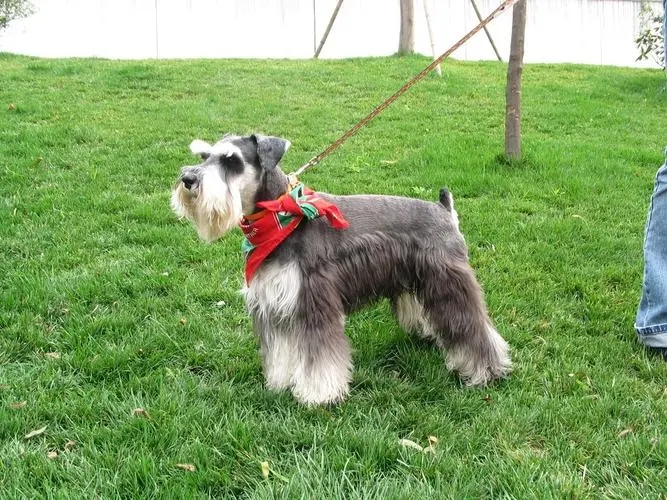 С��ѩ����Ȯ�ص�---����ѵȮ