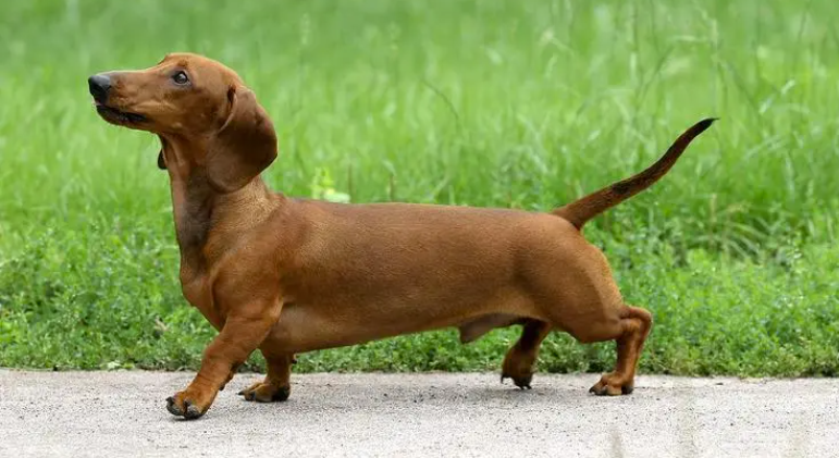 ����Ȯ�ص�---���ݼ���Ȯ