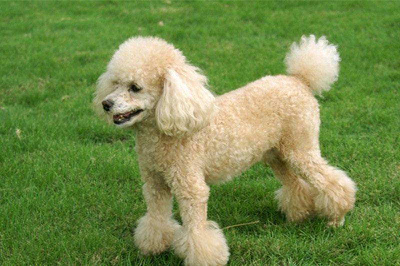 ���Ȯ�ص�---���ݼ���Ȯ