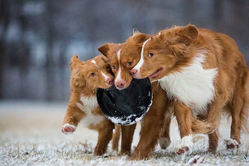 ��˹������ѼѰ��Ȯ�ص�---���ݼ���Ȯ