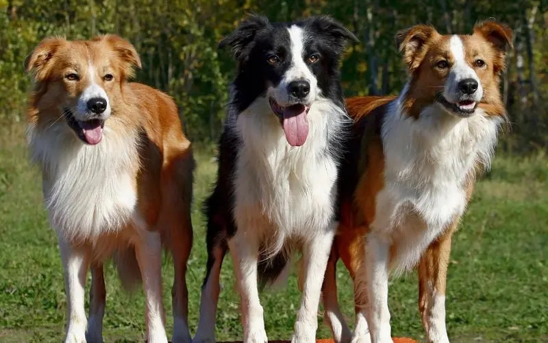 �߾�����Ȯ�ص�---���ݼ���Ȯ