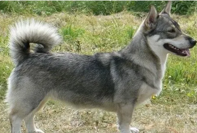 ���»�Ȯ�ص�---����ѵȮ