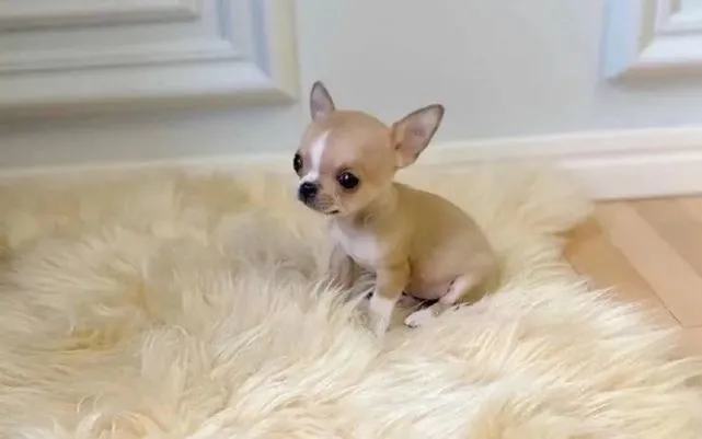 �������ص�---���ݼ���Ȯ