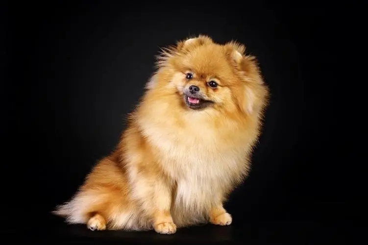 ˿ëȮ�ص�---���ݼ�����