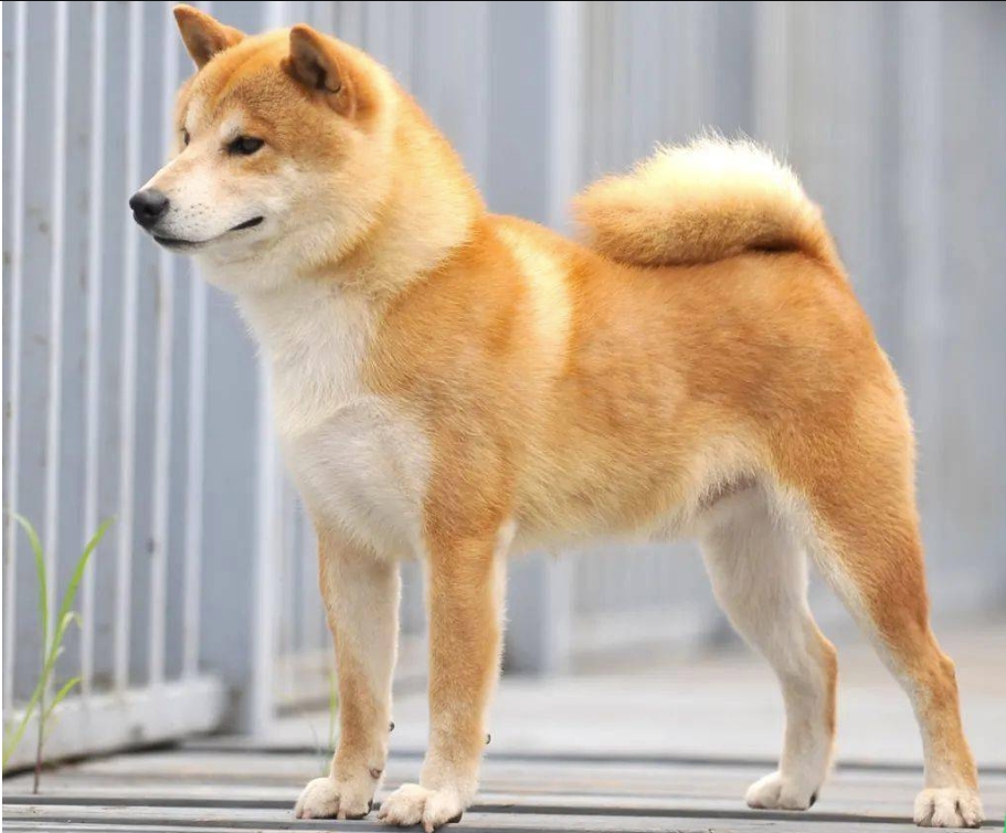 ��Ȯ�ص�---���ݼ���Ȯ