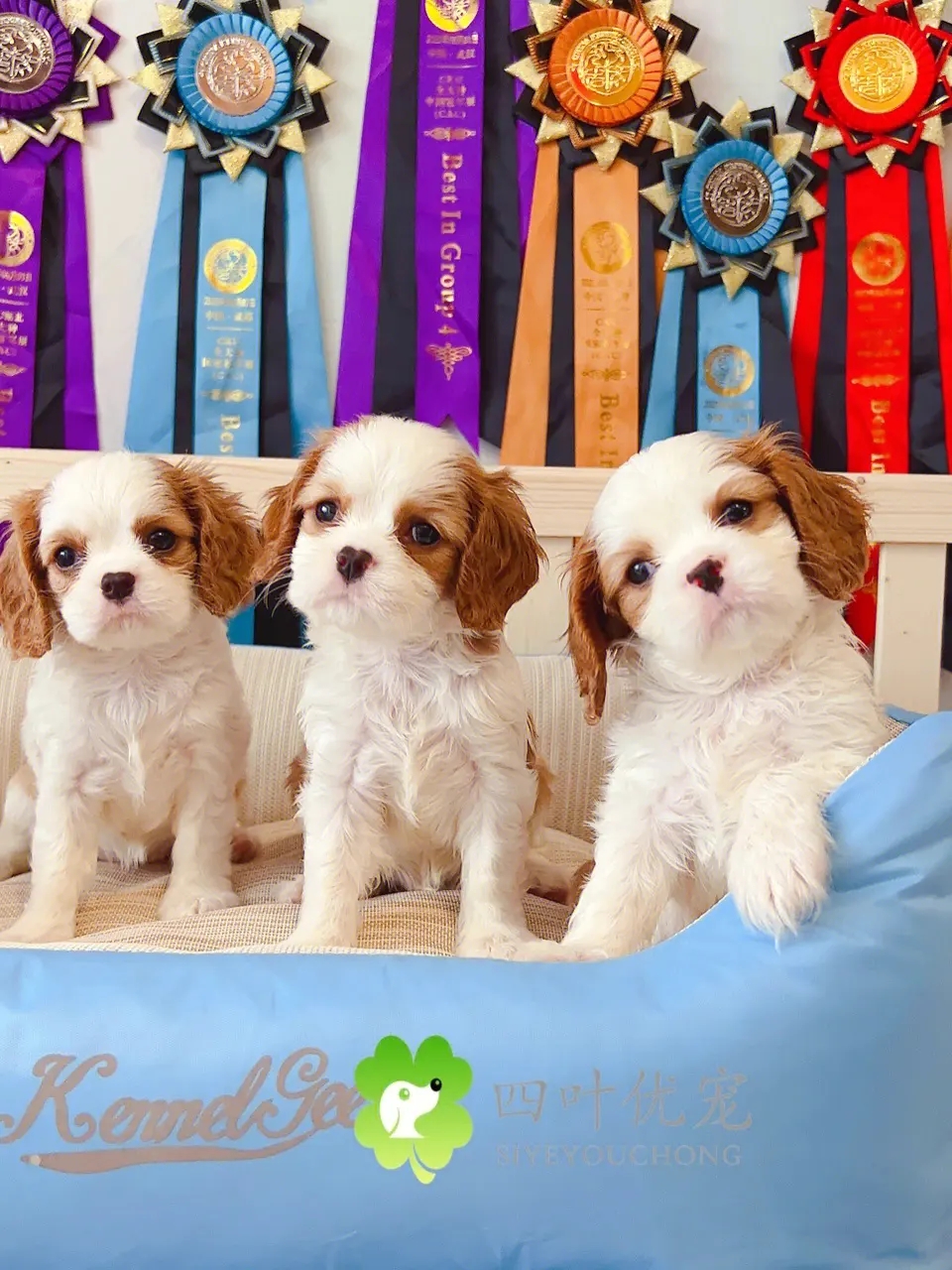 ������С��Ȯ�ص�---���ݼ���Ȯ