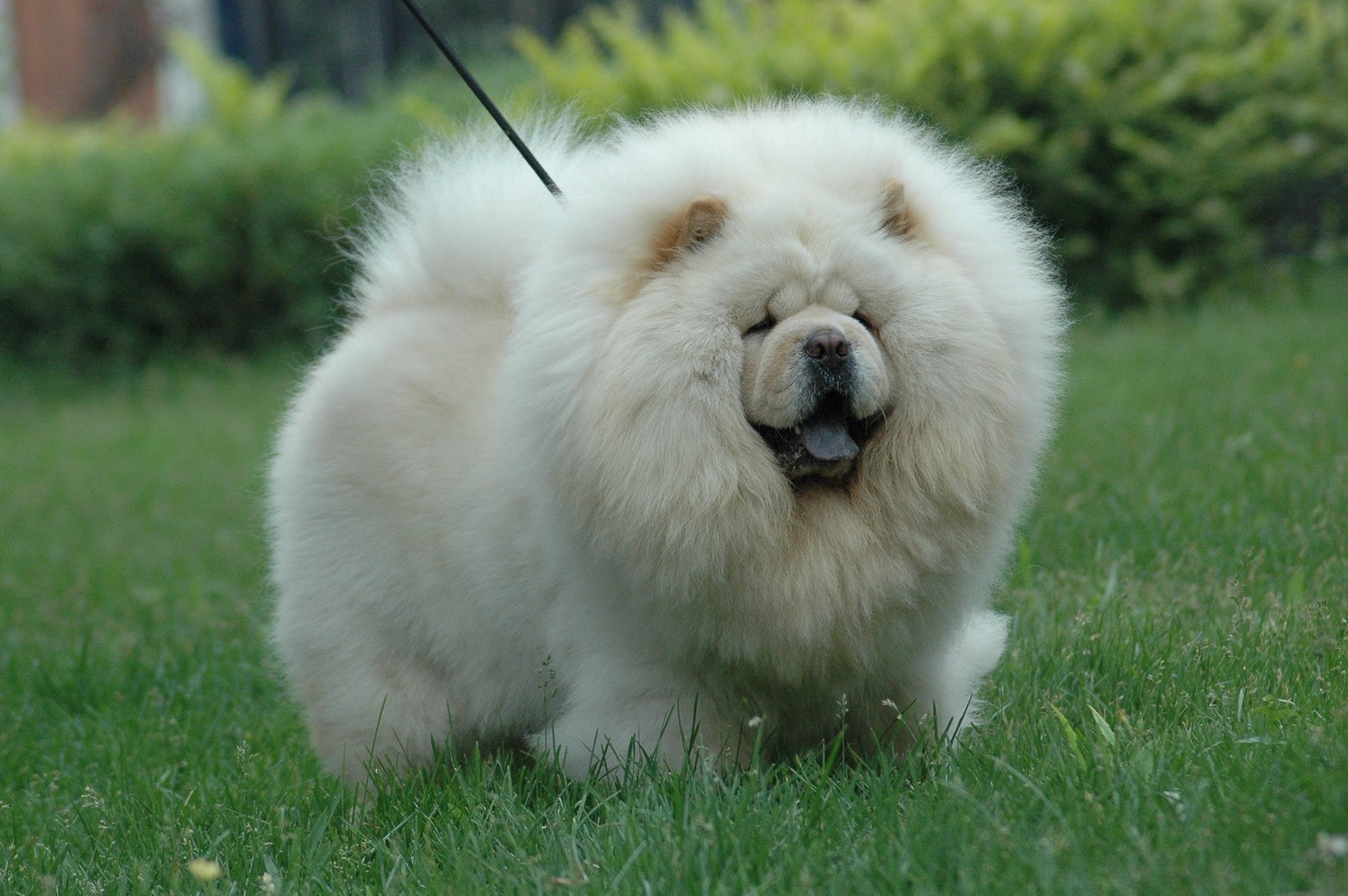 ��ʨȮ�ص�---���ݼ���Ȯ