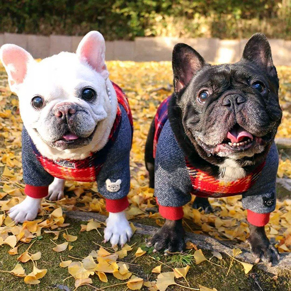 ��ţȮ�ص�---���ݼ���Ȯ