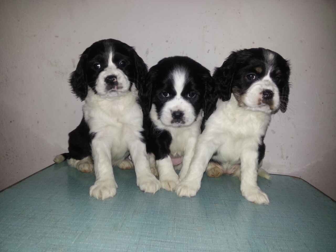 ʷ����Ȯ�ص�---���ݼ���Ȯ