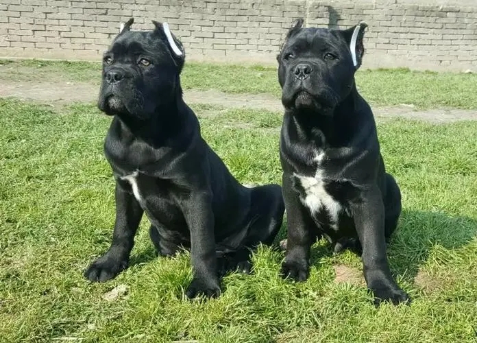 ��˹��Ȯ�ص�---���ݼ���Ȯ