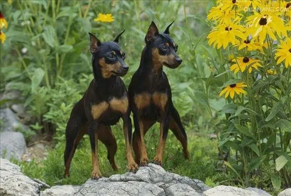 ����ű�Ȯ�ص�---����ѵȮ