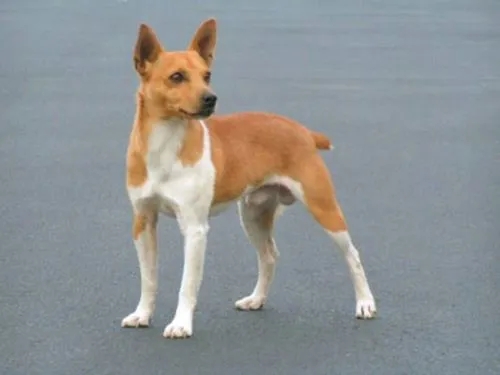 ����Ȯ�ص�---����ѵ��