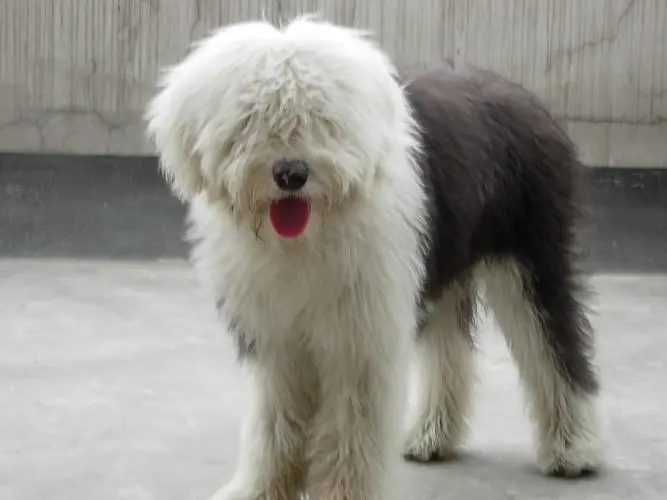 Ӣ���Ŵ�����Ȯ�ص�---���ݼ���Ȯ