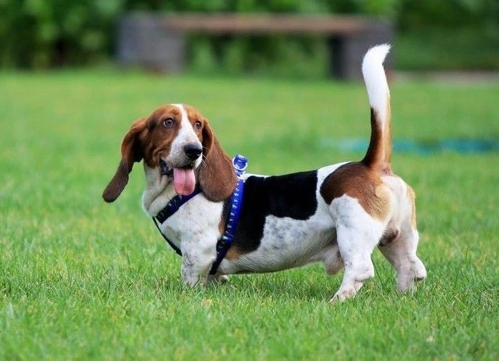 �ͼ���Ȯ�ص�---���ݼ���Ȯ