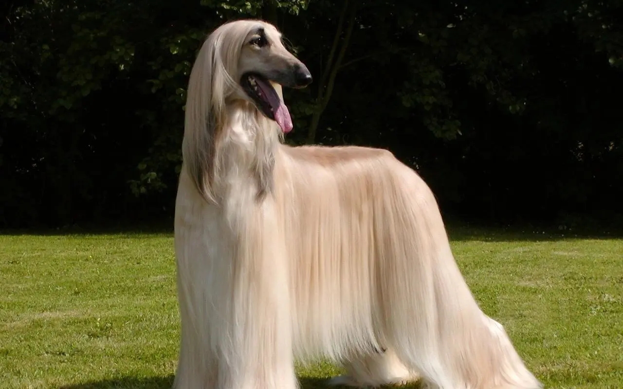 Ȯص---ݼȮ